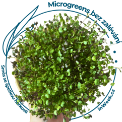 Microgreens semínka - Směs se špetkou hořkosti