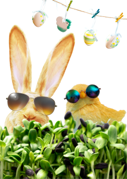 Oslavte letošní Velikonoce s microgreens, poslouží i jako jedlá dekorace