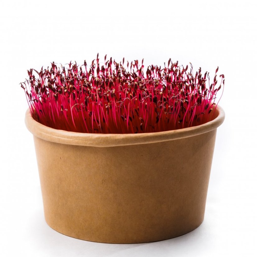 Amarant - semienka microgreens - pestovanie bez zalievania inWeek