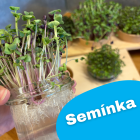 Microgreens semínka