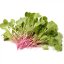 Reďkovka China Rose - semienka microgreens - pestovanie bez zalievania inWeek