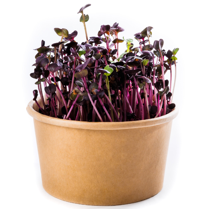 Ředkev Red Sango - semínka microgreens - pěstování bez zalévání inWeek