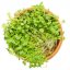 Rukola - semienka microgreens - pestovanie bez zalievania inWeek
