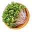 Kedluben růžový - semínka microgreens - pěstování bez zalévání inWeek
