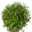 MYSTERY II. - semínka microgreens - pěstování bez zalévání inWeek