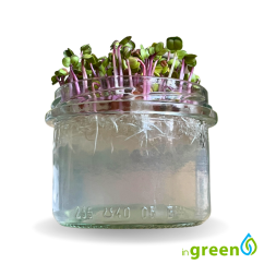 inWeek Microgreens semínka ve skleničce