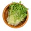 Brokolica - semienka microgreens - pestovanie bez zalievania inWeek