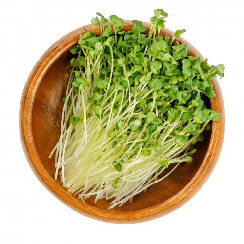 Brokolica - semienka microgreens - pestovanie bez zalievania inWeek