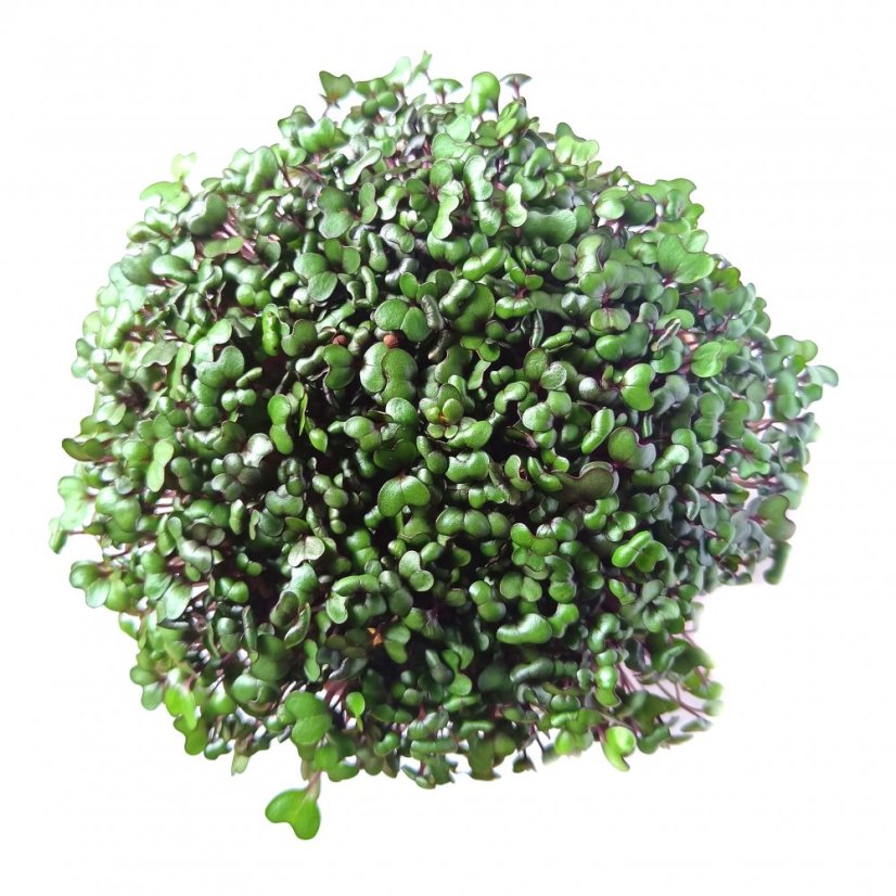 Červené zelí - semínka microgreens - pěstování bez zalévání inWeek