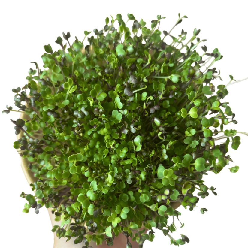 MYSTERY II. - semínka microgreens - pěstování bez zalévání inWeek