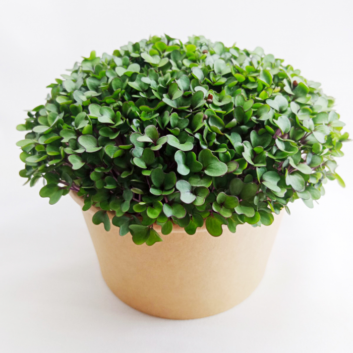 6x Sada microgreens semínek inWeek (výběr 1)
