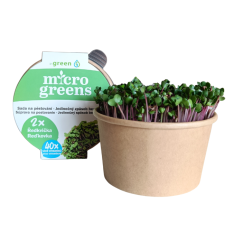 Ředkvička China Rose - semínka microgreens - pěstování bez zalévání inWeek