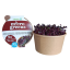 Ředkev Red Sango - semínka microgreens - pěstování bez zalévání inWeek