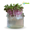 inWeek Microgreens semínka ve skleničce