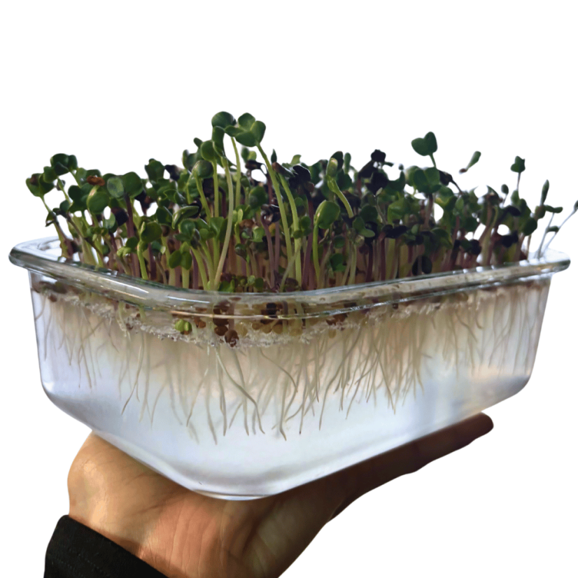 Sklenený box pre domáce pestovanie microgreens
