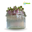 inWeek Microgreens semínka ve skleničce