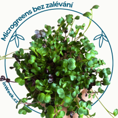 Microgreens  semínka - Mix do  pomazánek