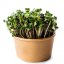 MYSTERY - semínka microgreens - pěstování bez zalévání inWeek