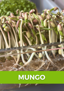 Mungo microgreens: nová hvězda vedle hrášku