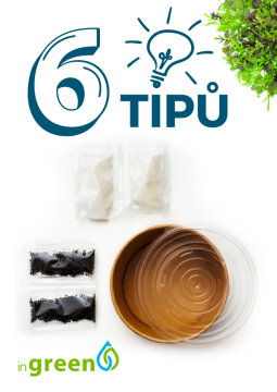 6 tipů pro rychlé pěstování microgreens