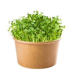 Tatsoi - semienka microgreens - pestovanie bez zalievania inWeek