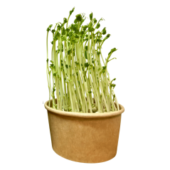 Hrášok – semienka microgreens -pestovanie bez zalievania inWeek
