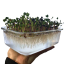 Sklenený box pre domáce pestovanie microgreens