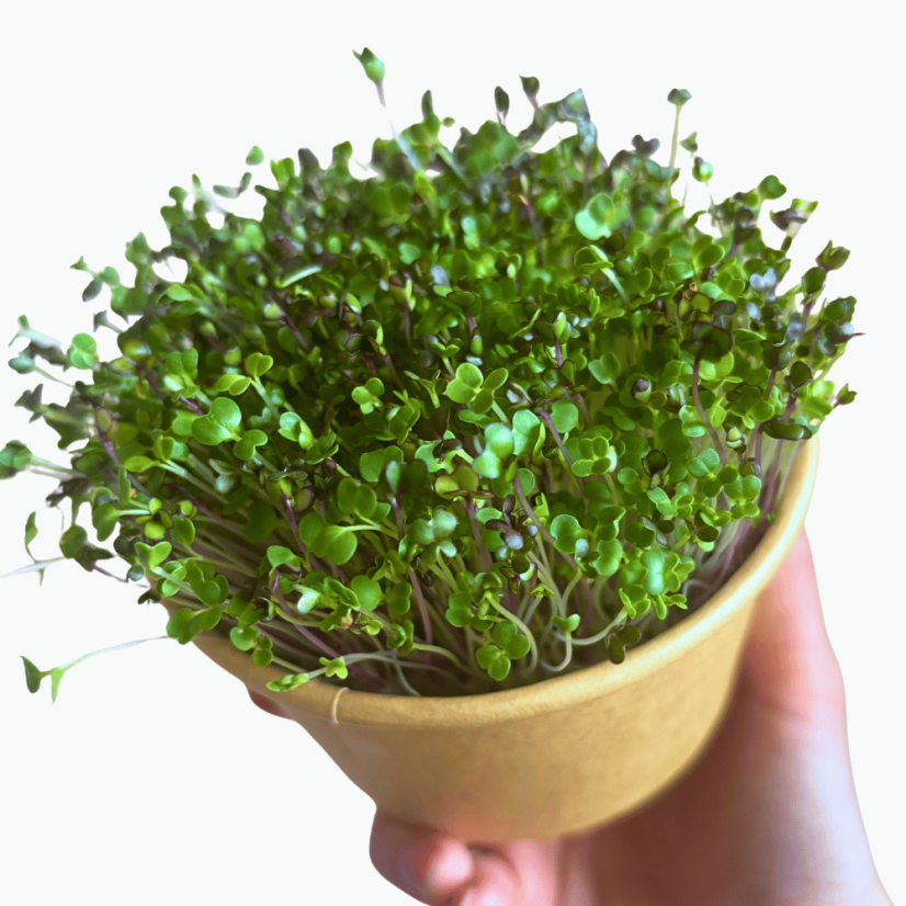 MYSTERY II. - semínka microgreens - pěstování bez zalévání inWeek