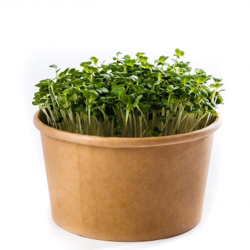 2x Mizuna bez zalévání - microgreens semínka inWeek