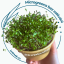 Microgreens semienka - Zmes so štipkou horkosti