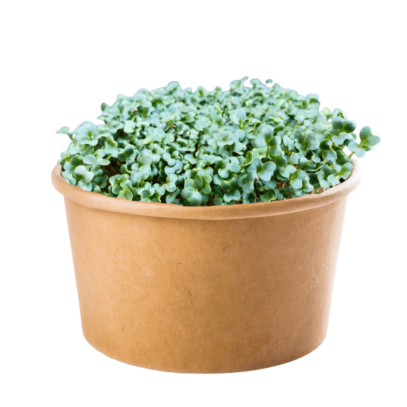 Čierny toskánsky kel - semienka microgreens - pestovanie bez zalievania inWeek