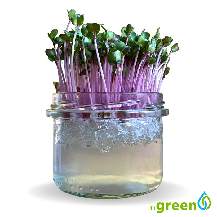 inGreen Microgreens ve skleničce - Sklenička v sadě: 5x absorbent + 5x semínka ředkev china rose