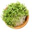 Hořčice - semínka microgreens - pěstování bez zalévání inWeek