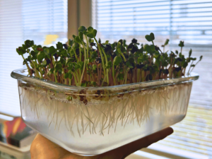 Časté otázky na pestovanie v hydrogéle