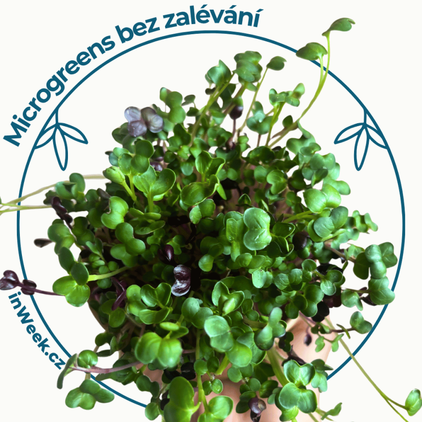 Microgreens  semínka - Mix do  pomazánek - Výběr mix semínek: 5 ks sáčků semínek