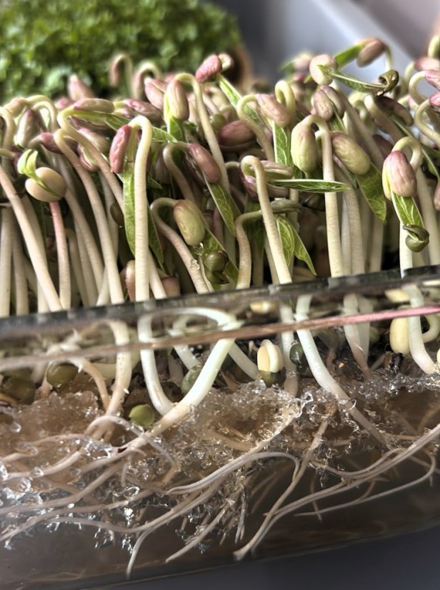 Mungo fazuľa – semienka microgreens -pestovanie bez zalievania inWeek