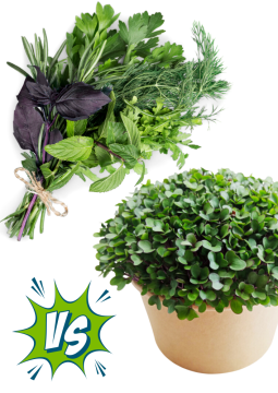 Nepleťte si microgreens a bylinky